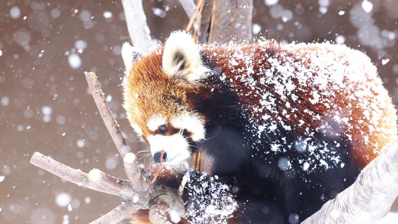 red panda about to pounce on another red panda