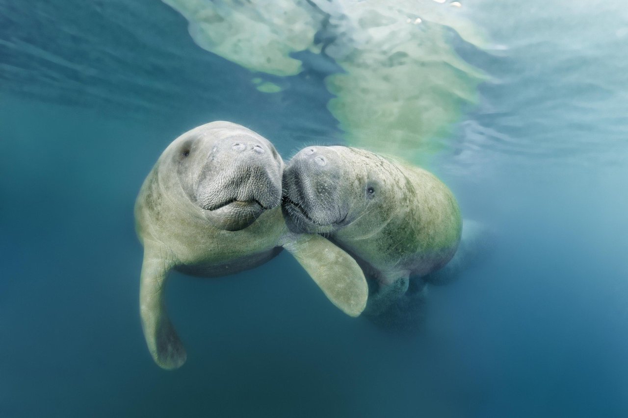 two manatees in the water looking cute
