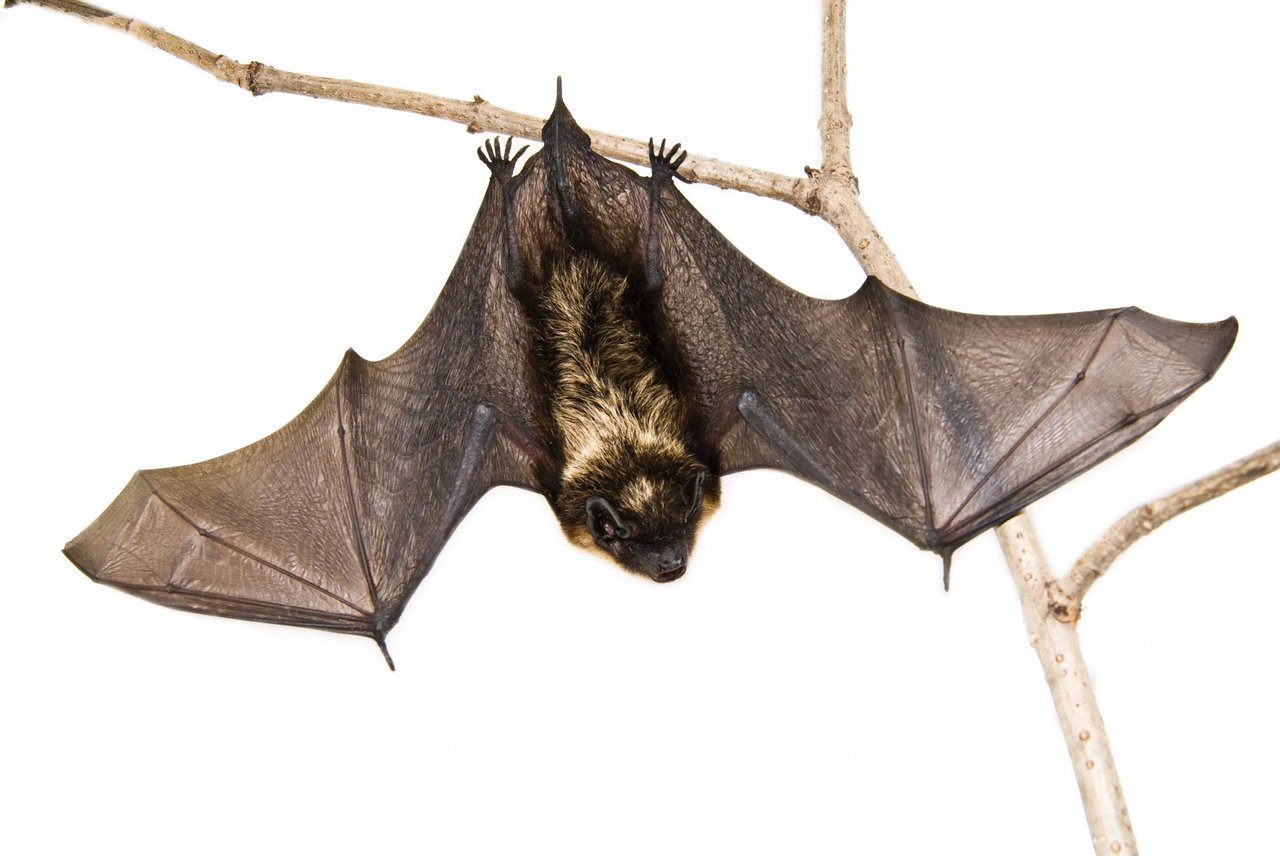 bat hanging from a branch with their wings spread