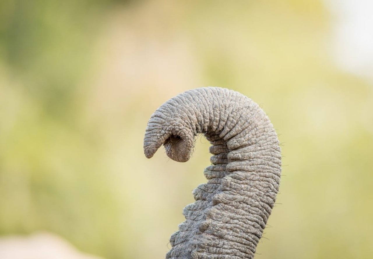 a close-up of an elephant