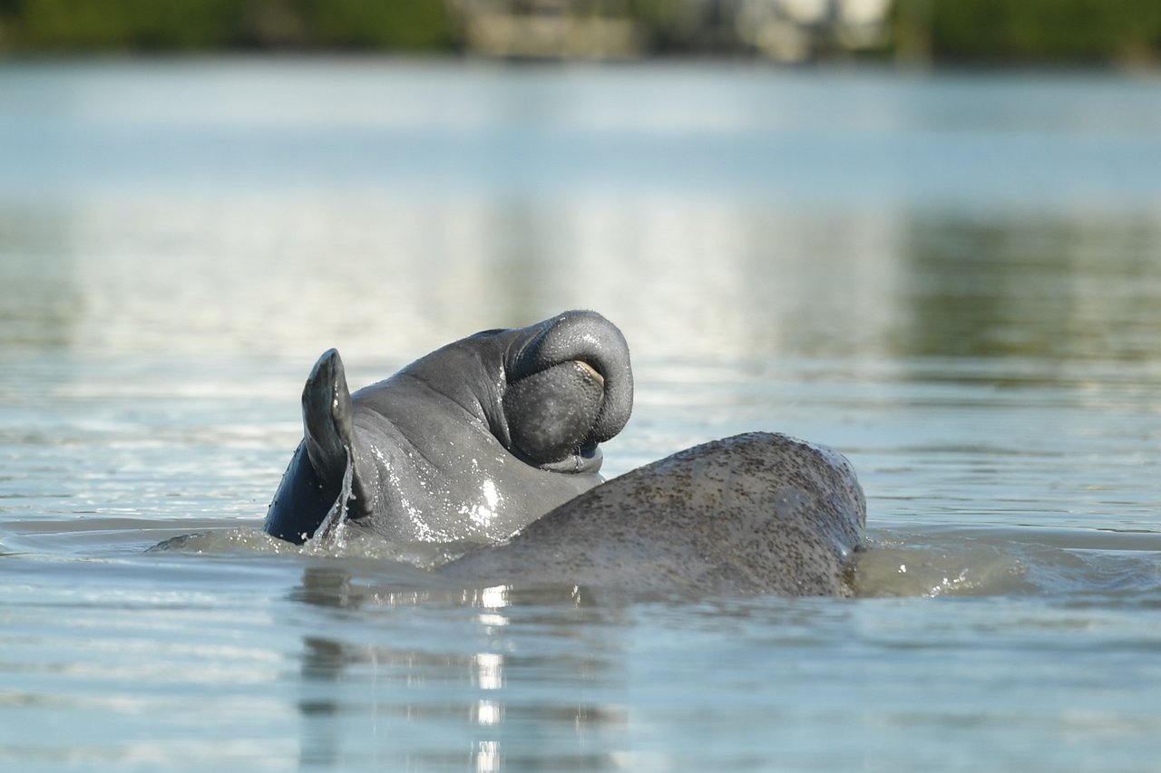 two manatees in the water looking cute