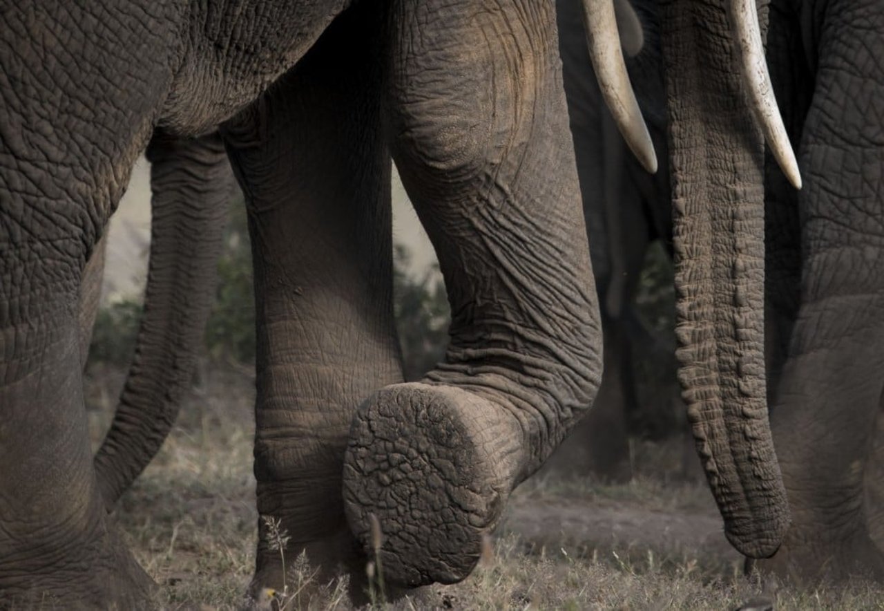 elephants walking with a view of the bottom of an elephant