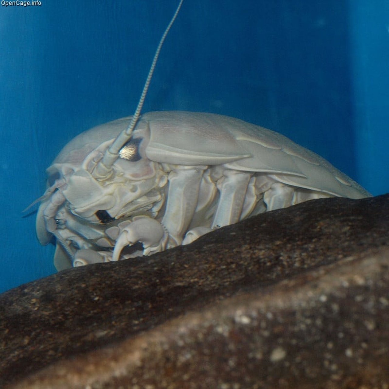 Giant isopod