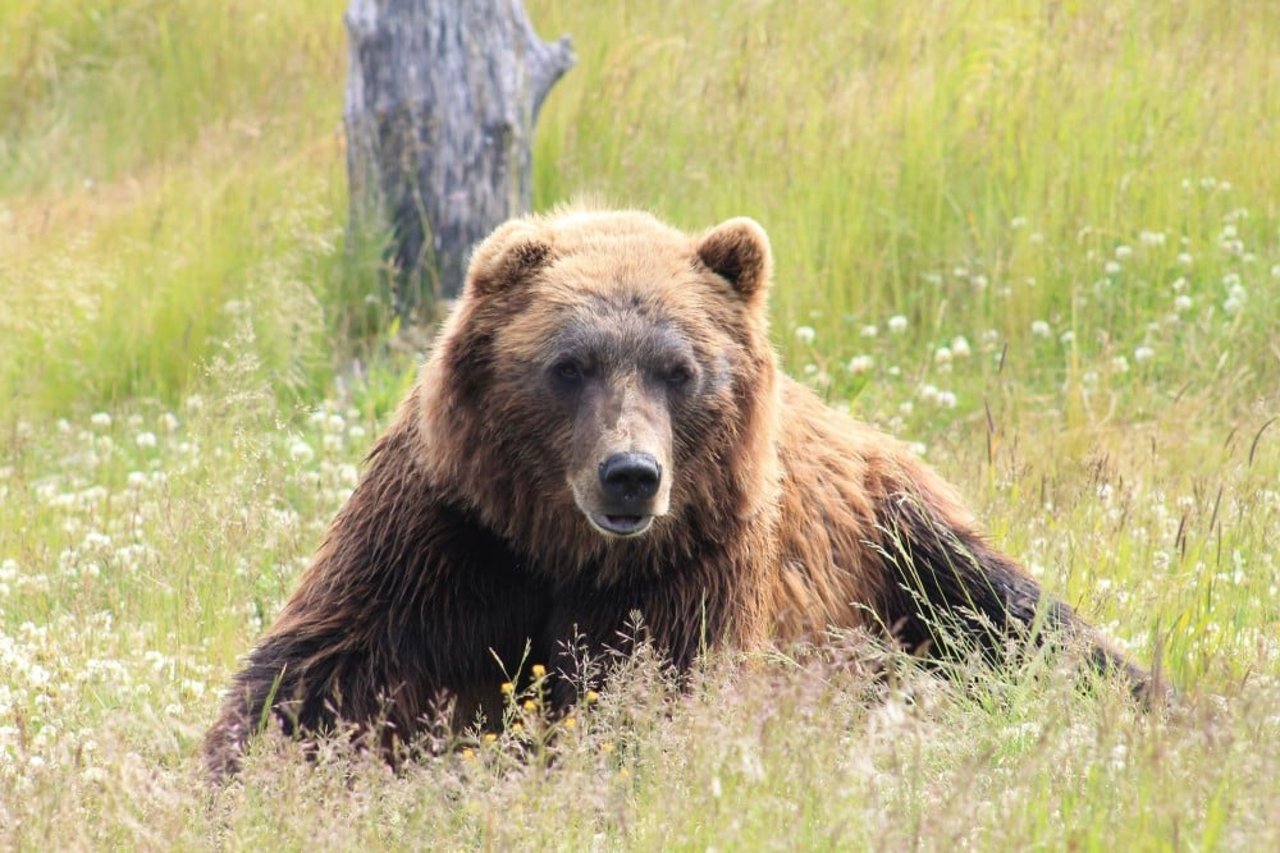 grizzly_bear