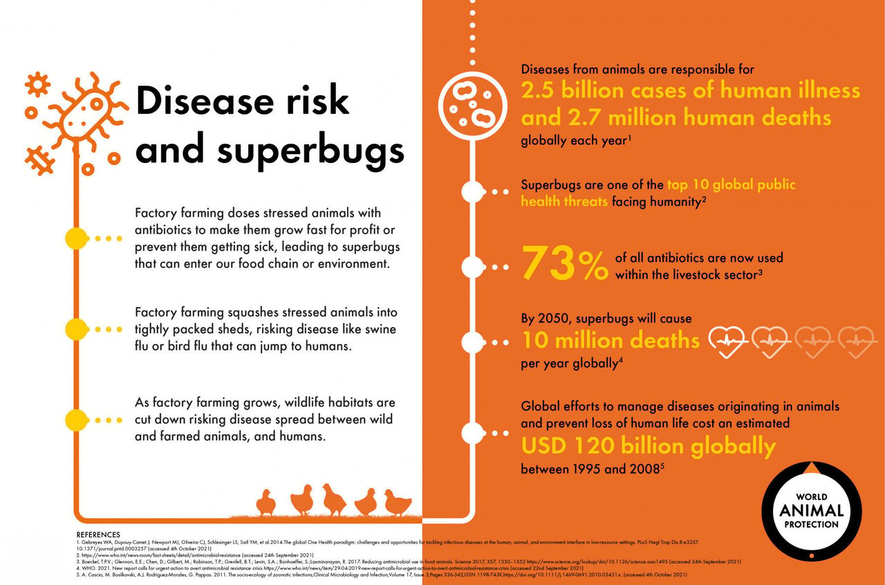 infographic describing factory farming