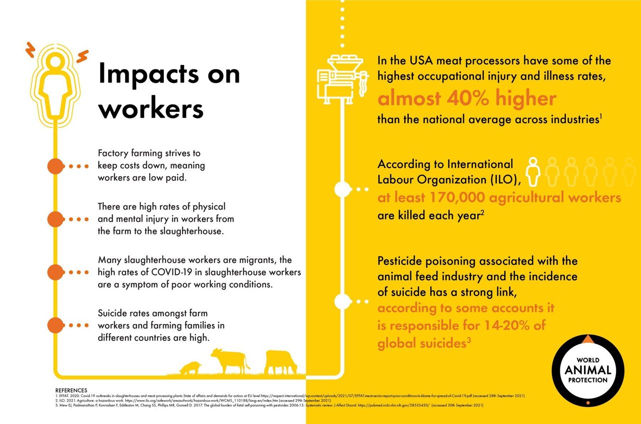 infographic describing factory farming