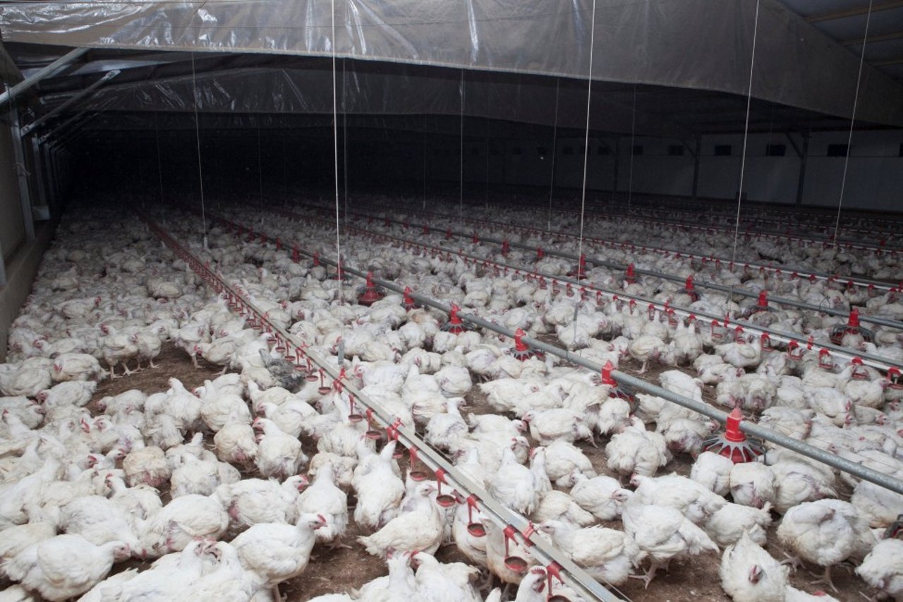 Chickens in a shed in NSW