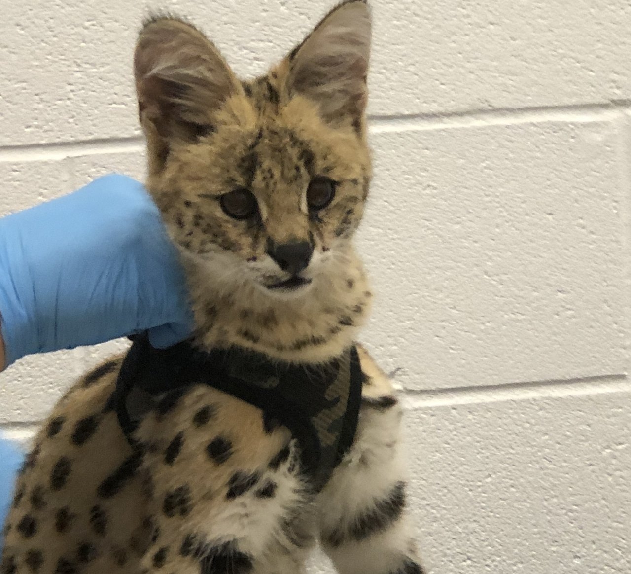 Serval Nala