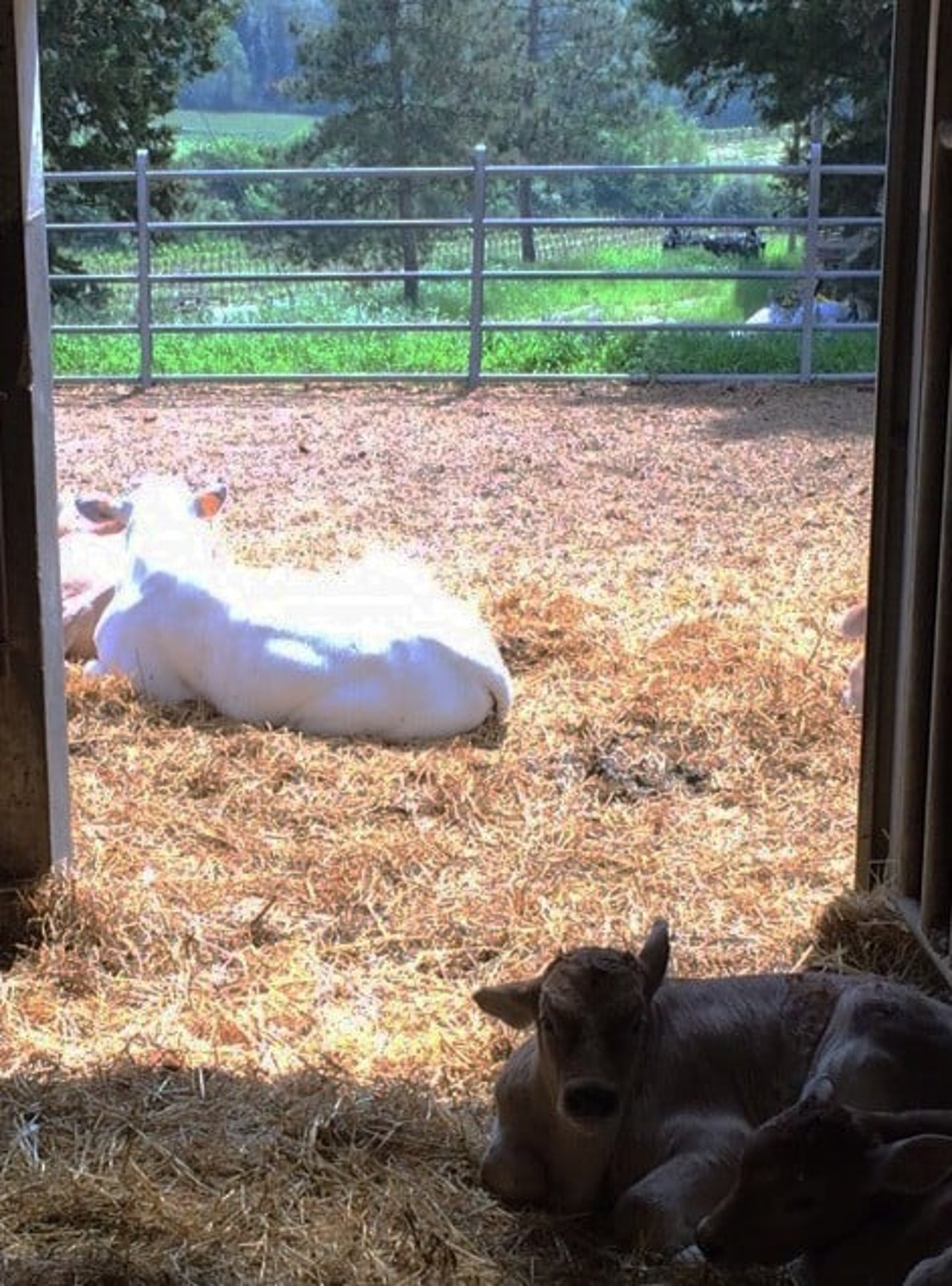 italy_cows_outside