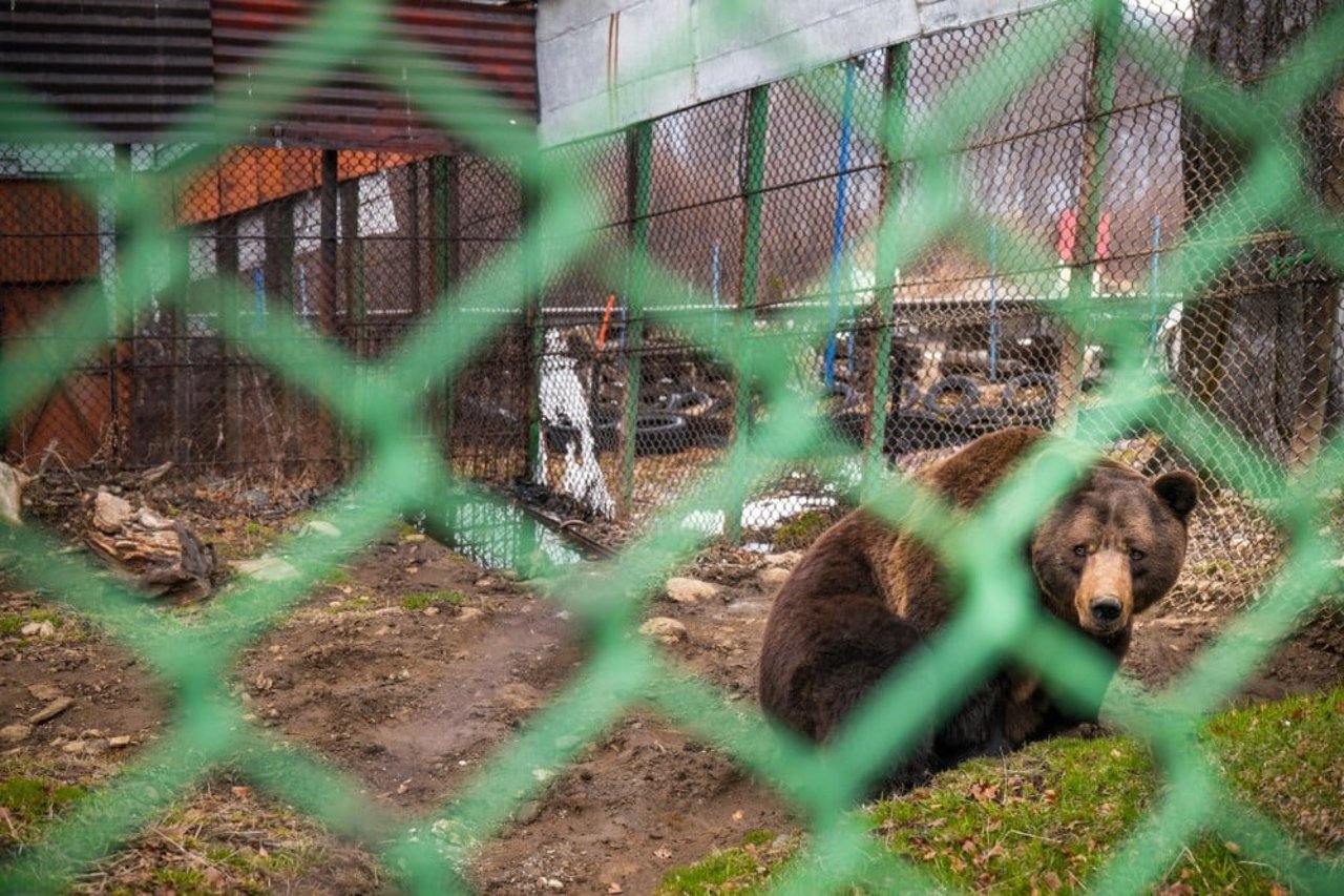 Baloo in a cage