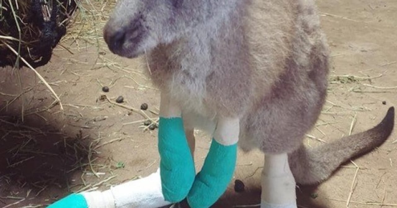 Baby joey after Australian bushfires