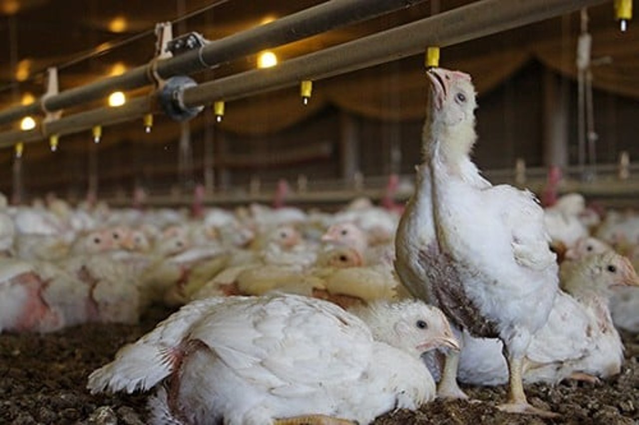 Chickens on factory farm
