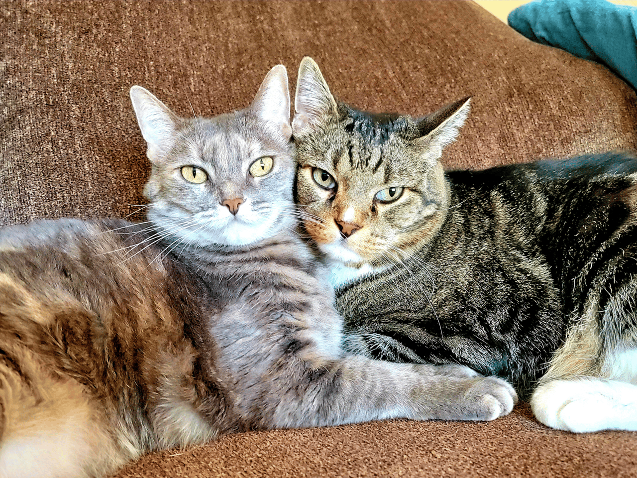 two fluffy cats resting on a bed