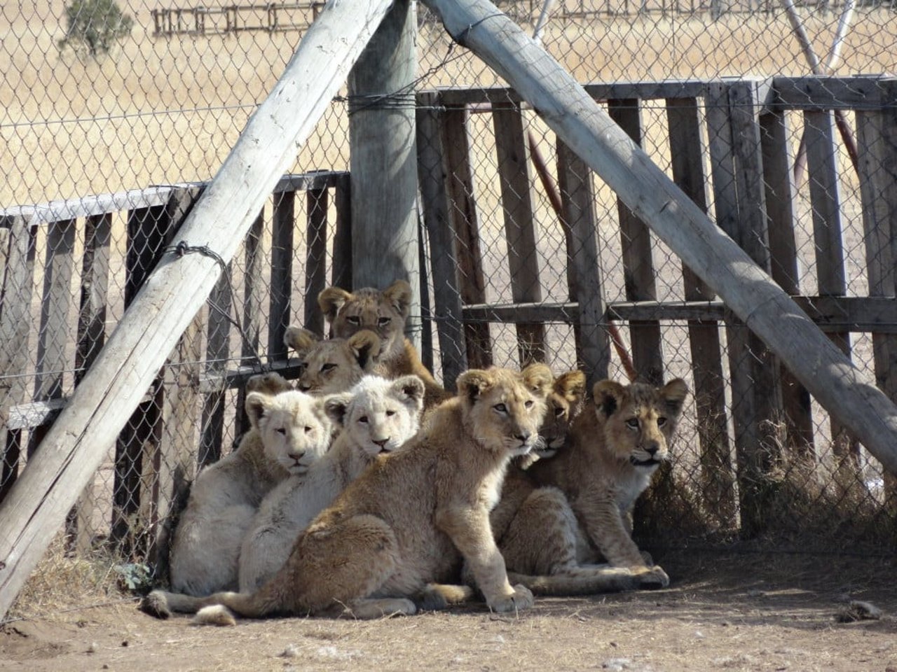 lion_6_anonymous_blood_lions