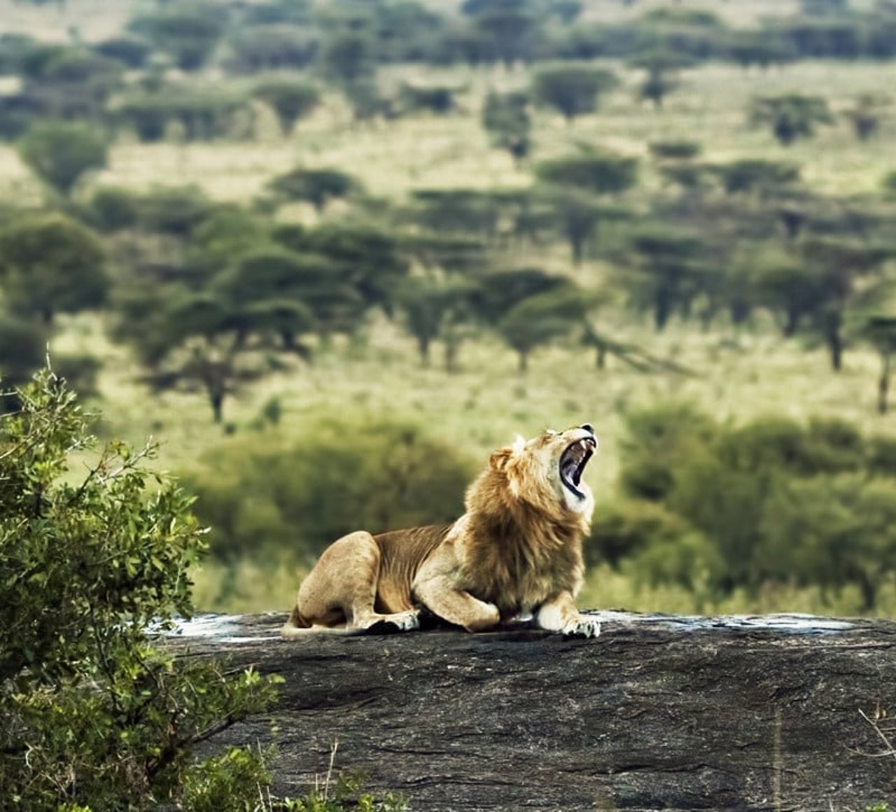 a pride of lions resting in the wild