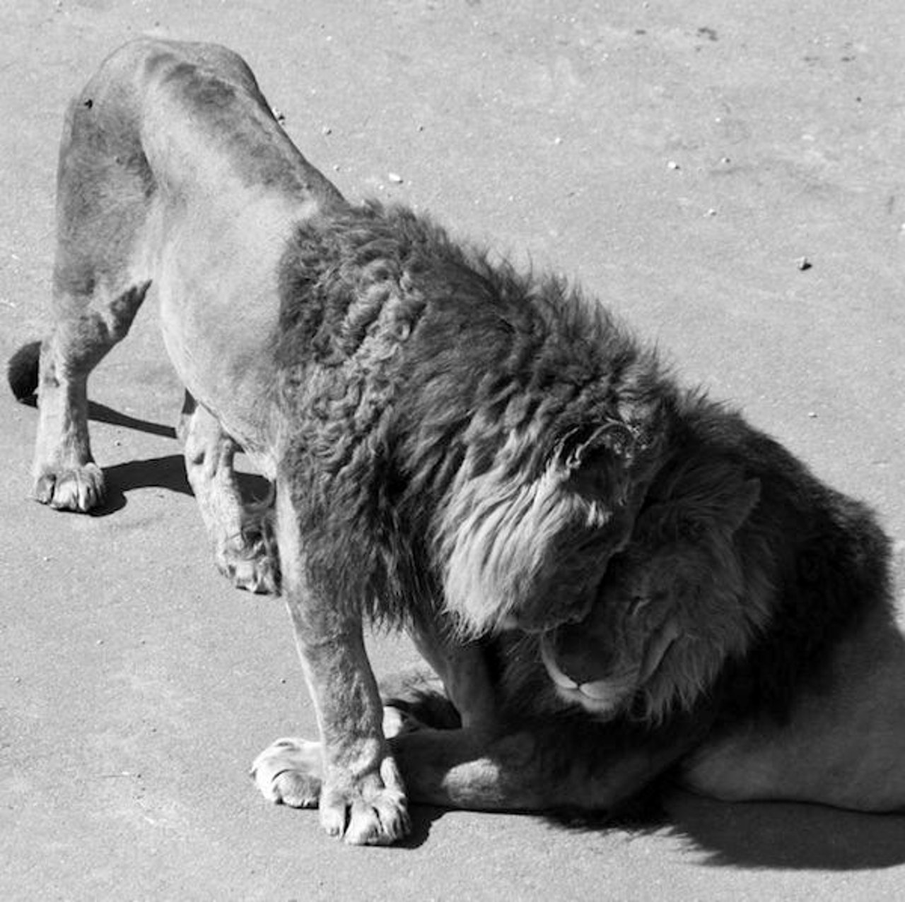 lions_0