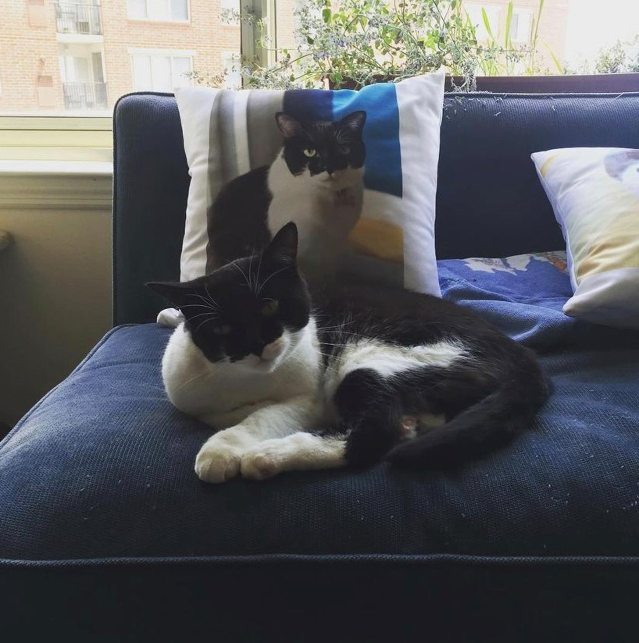 two fluffy cats resting on a bed