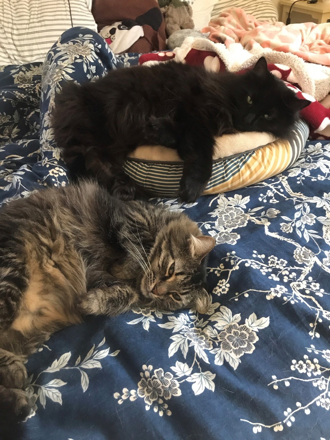 two fluffy cats resting on a bed