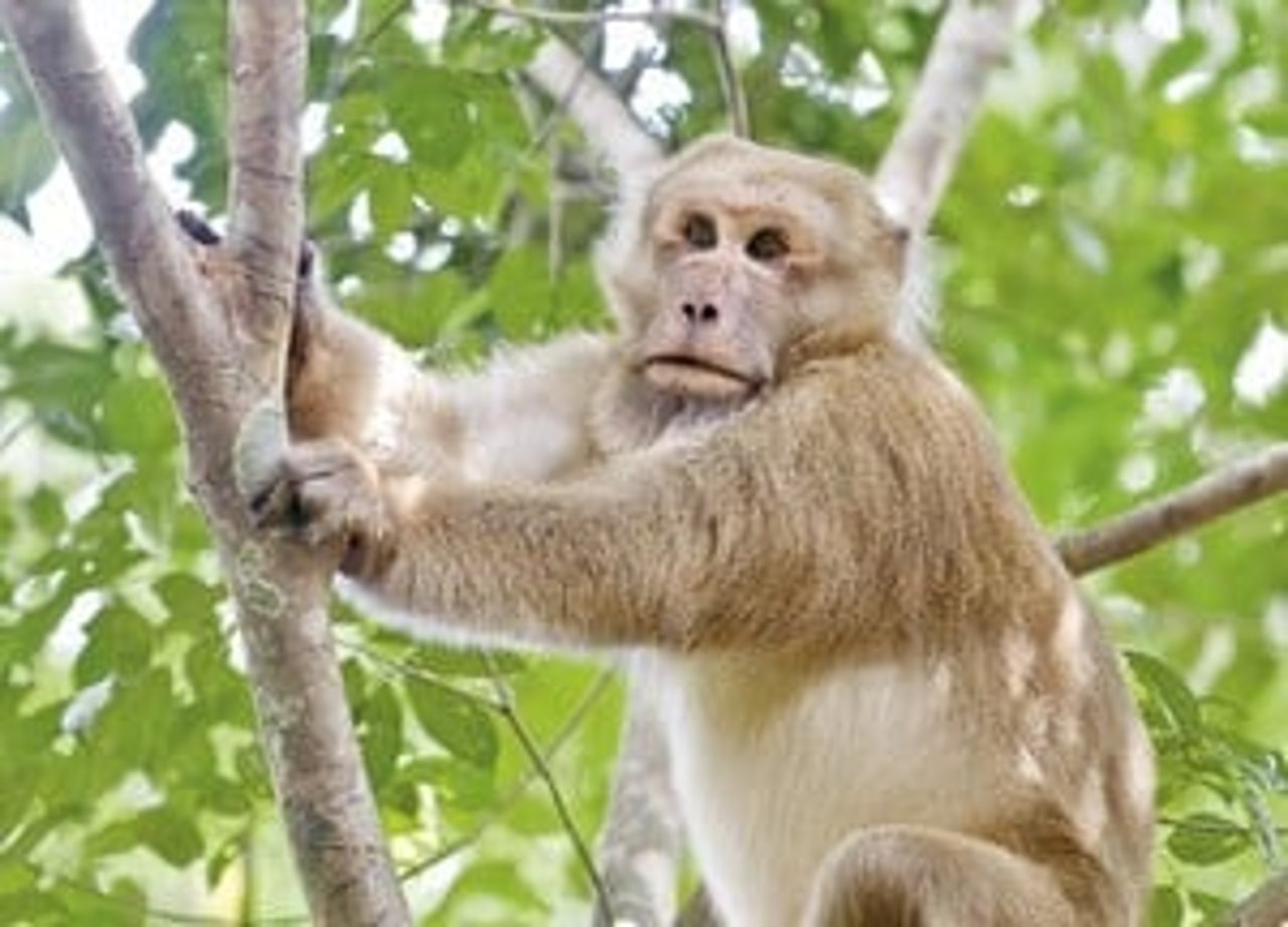 macaque