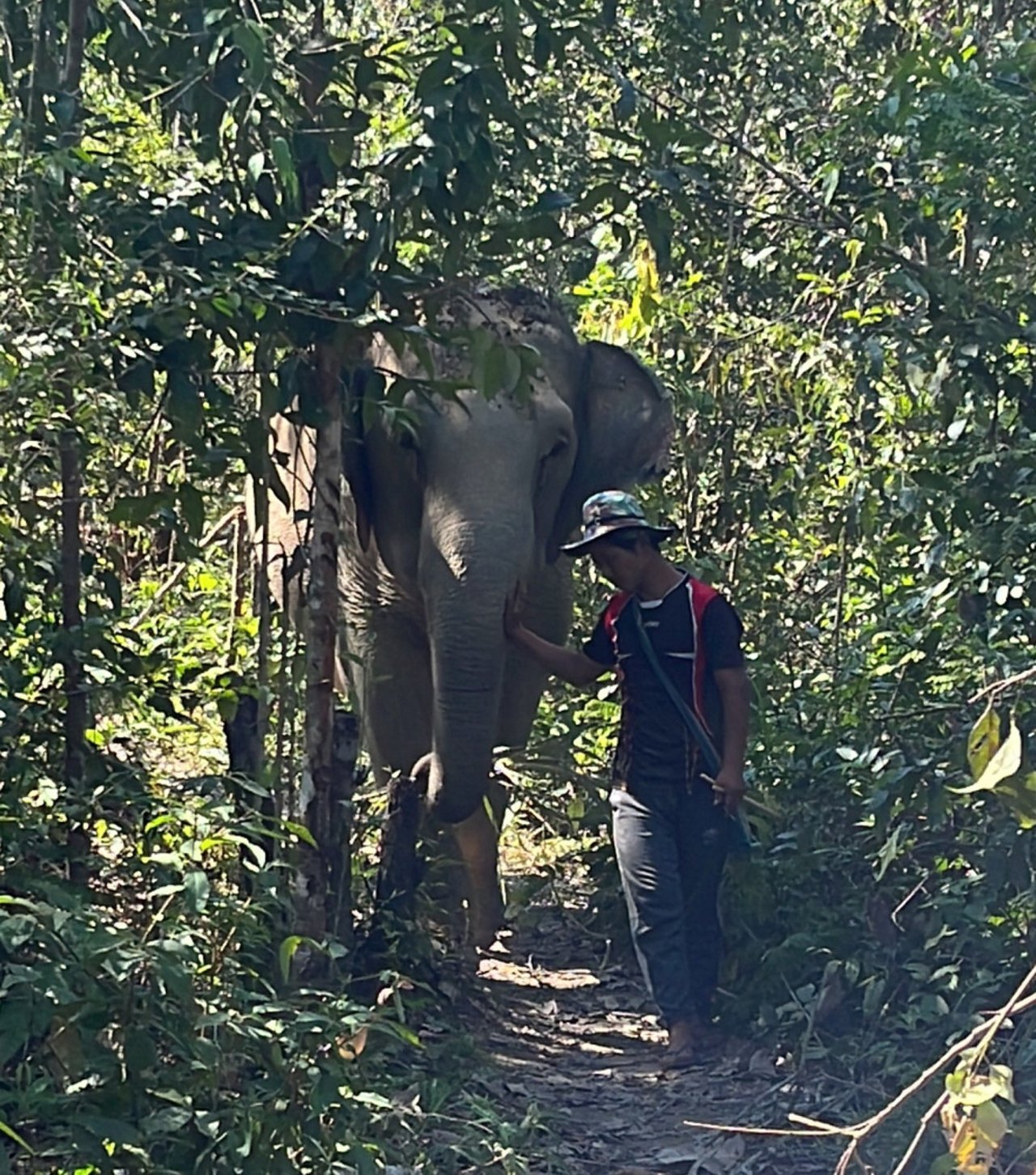an elephant with her mahout at changchill