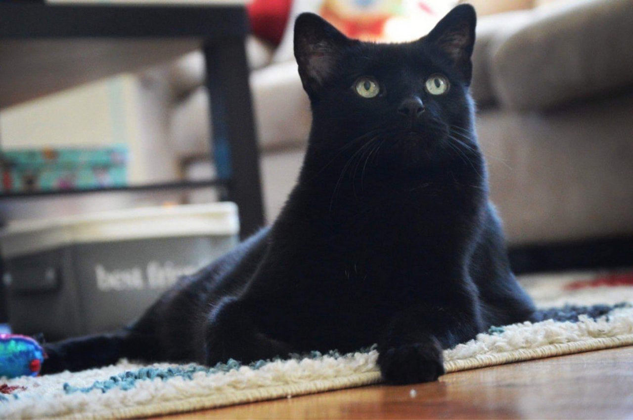 black cat looking handsome