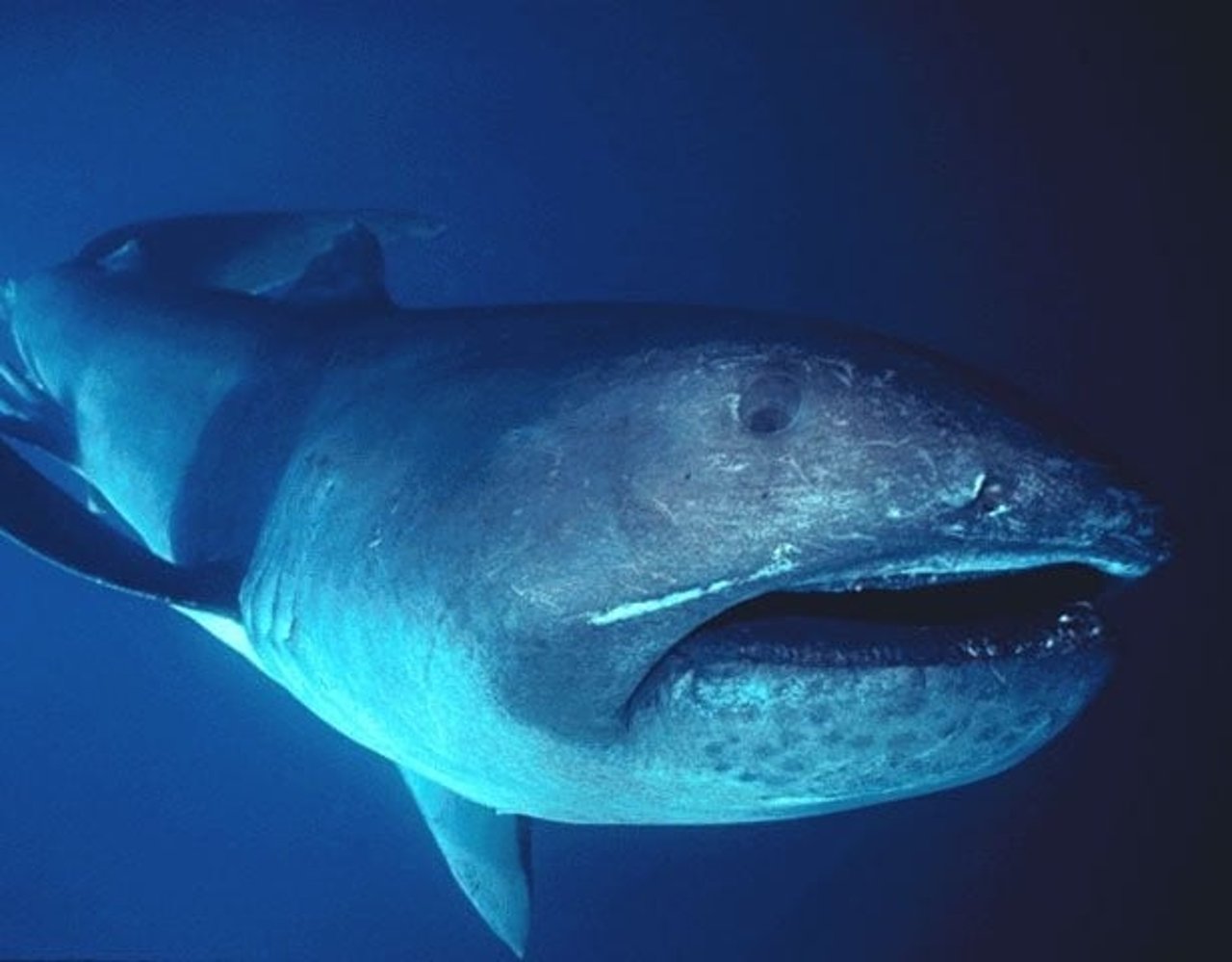 Megamouth shark