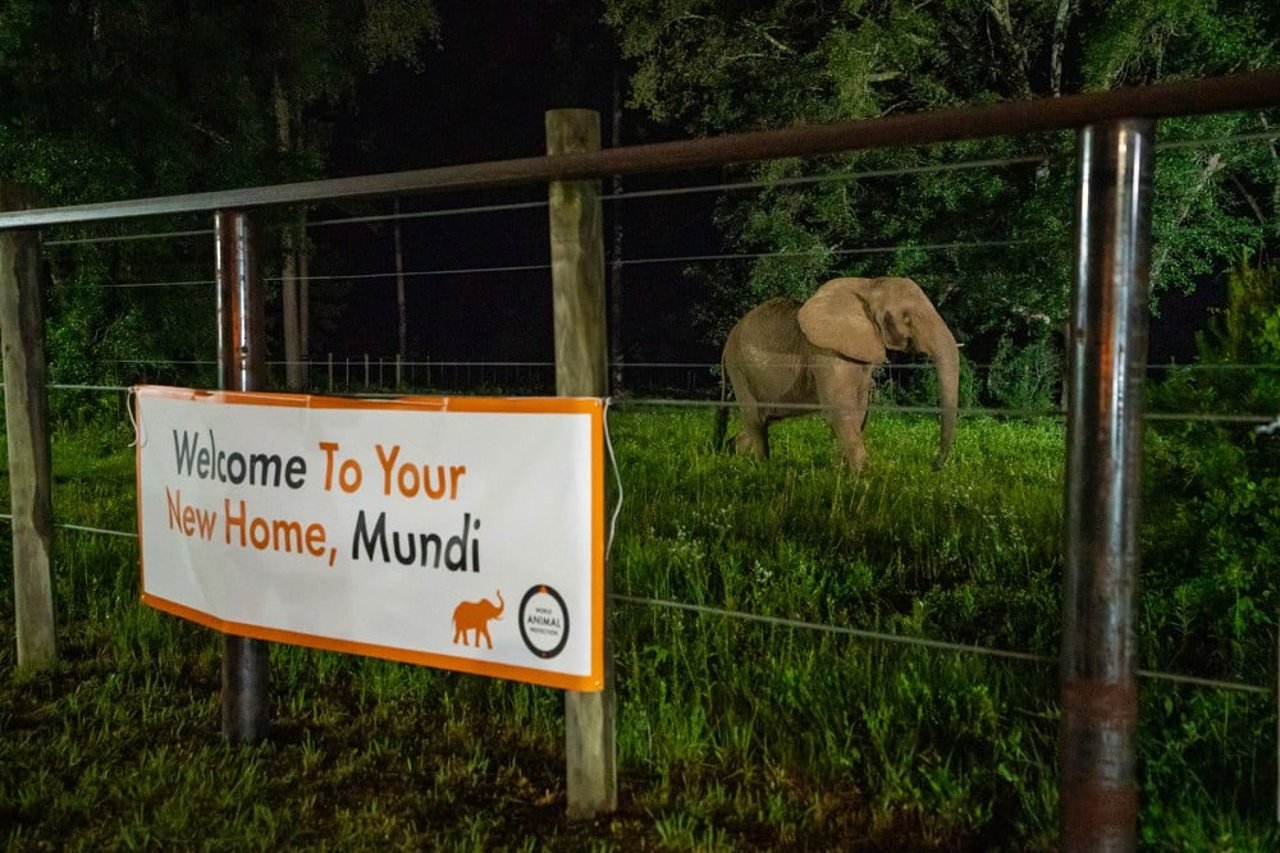 Rescued African elephant, Mundi, spends her first night at new sanctuary in the United States.