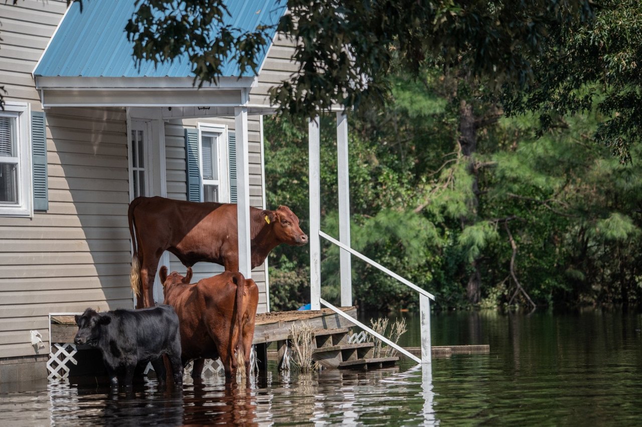 Hurricane Florence - Cows