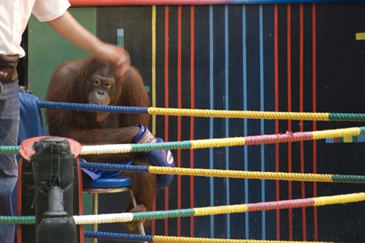 orangutan_boxing