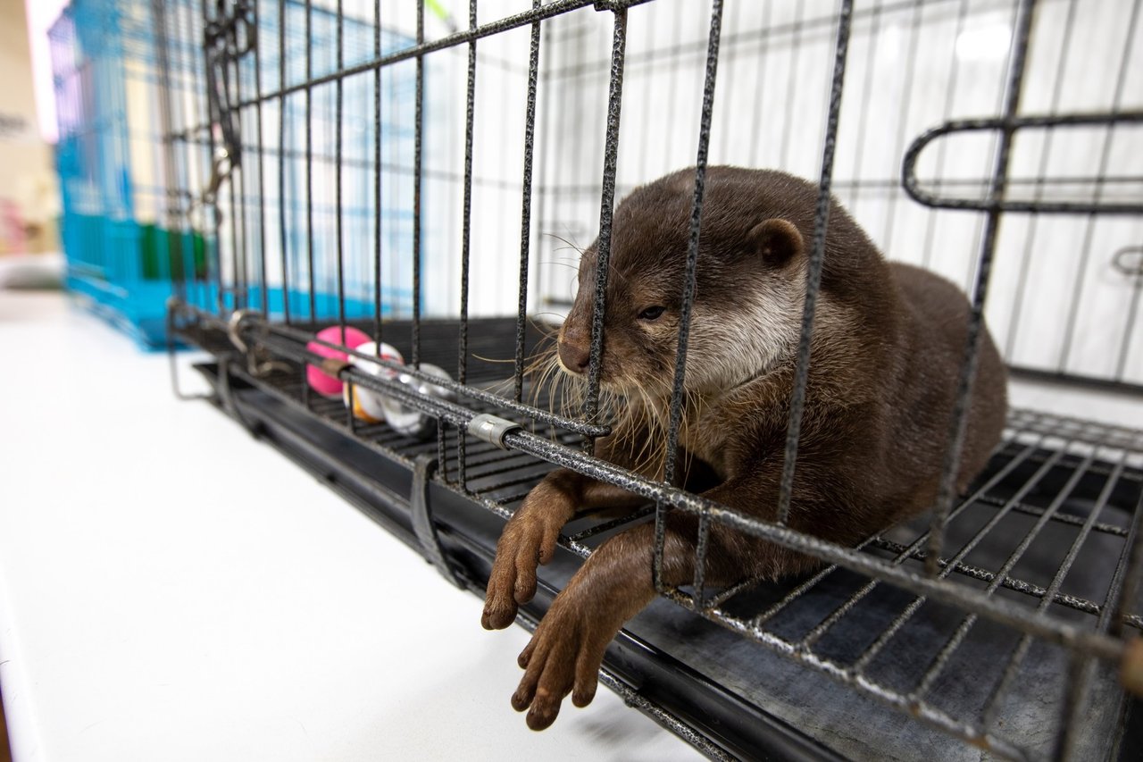 An otter in captivity at a cafe in Tokyo, Japan
