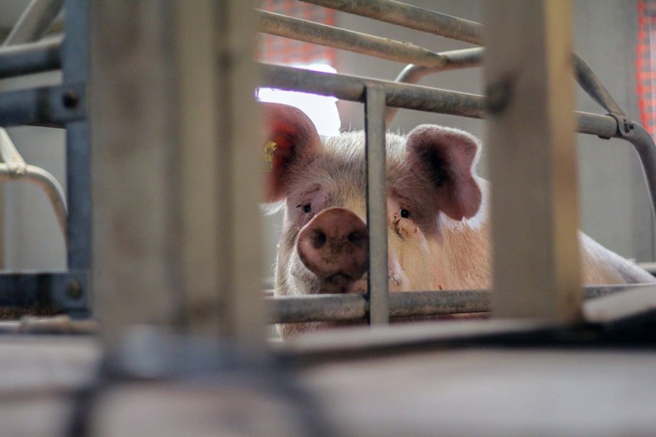 A pig is pictured behind its cage in UK factory farm.