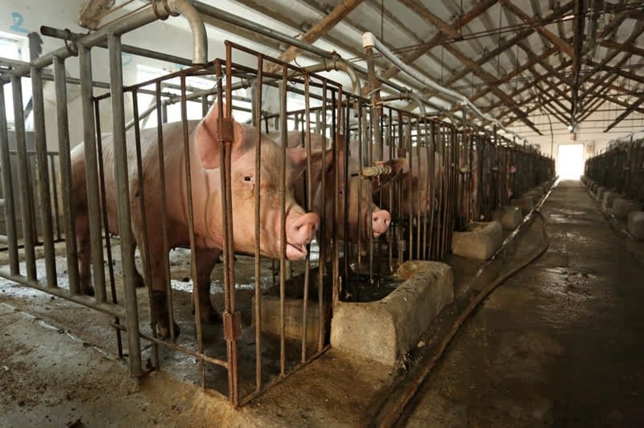 Mother pigs (sows) are kept in barren conditions with no enrichment.