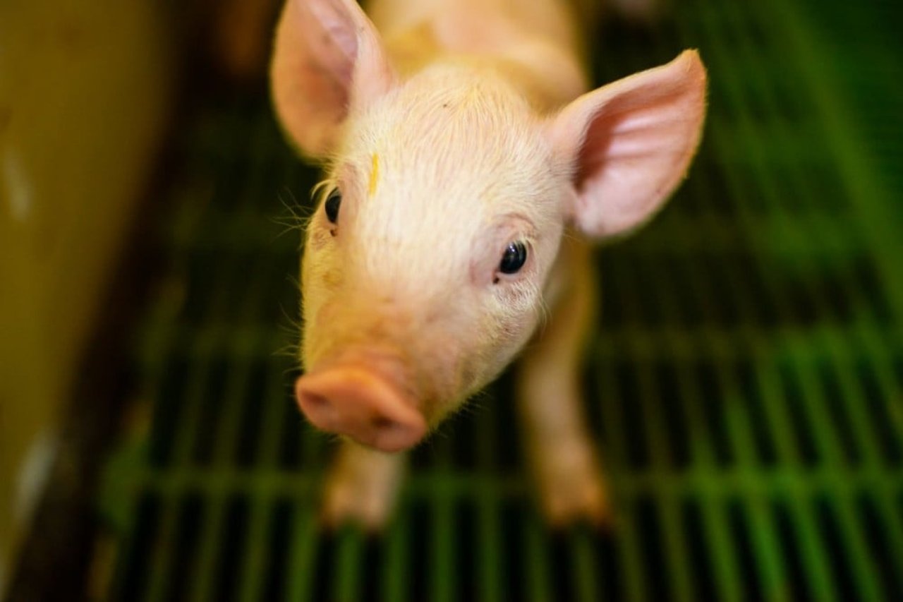 Piglet on a factory farm