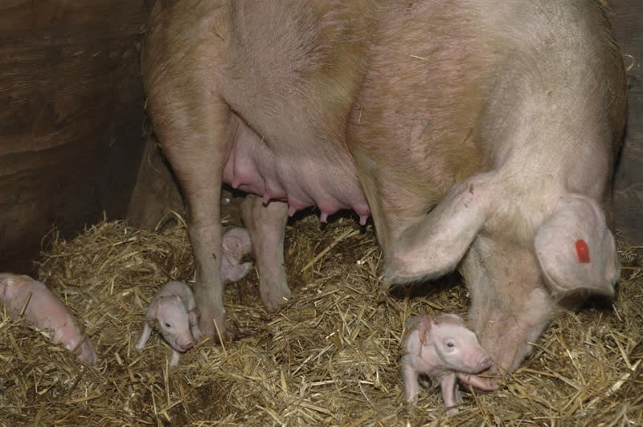 pigs_uk_800x532_1003968