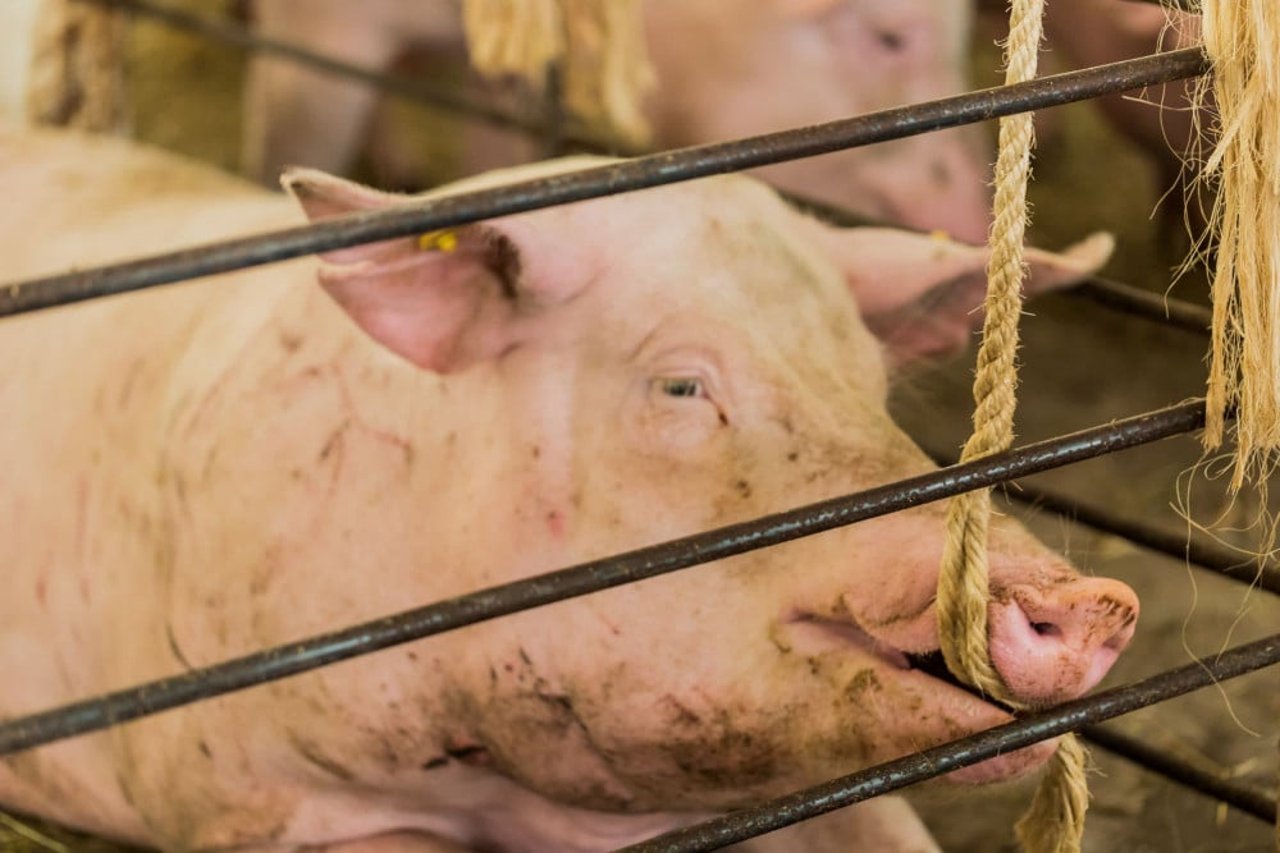 pregnant_pig_chewing_a_hanging_rope