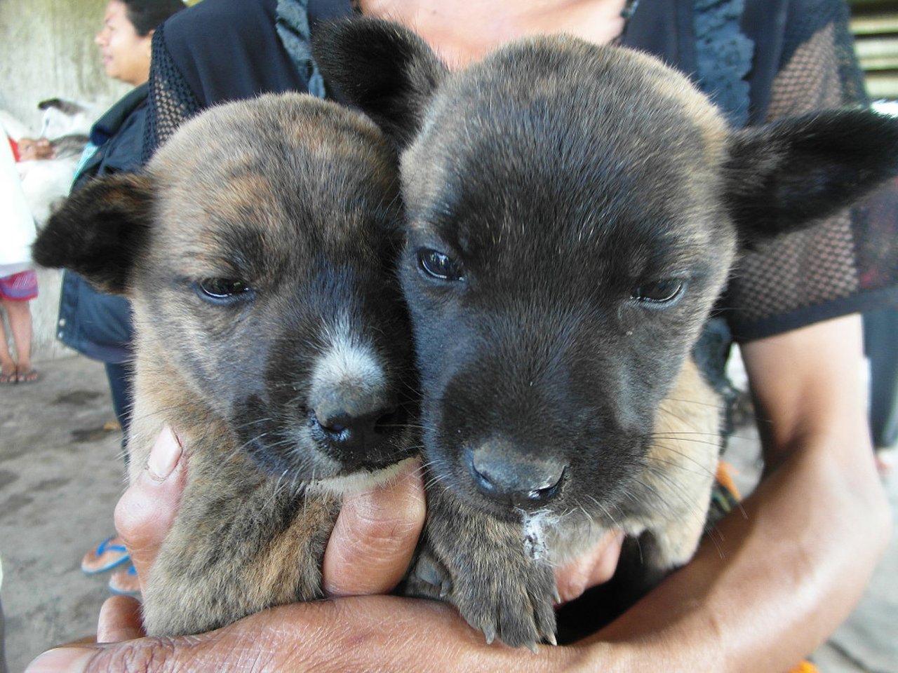 puppies_vaccinated_in_flores