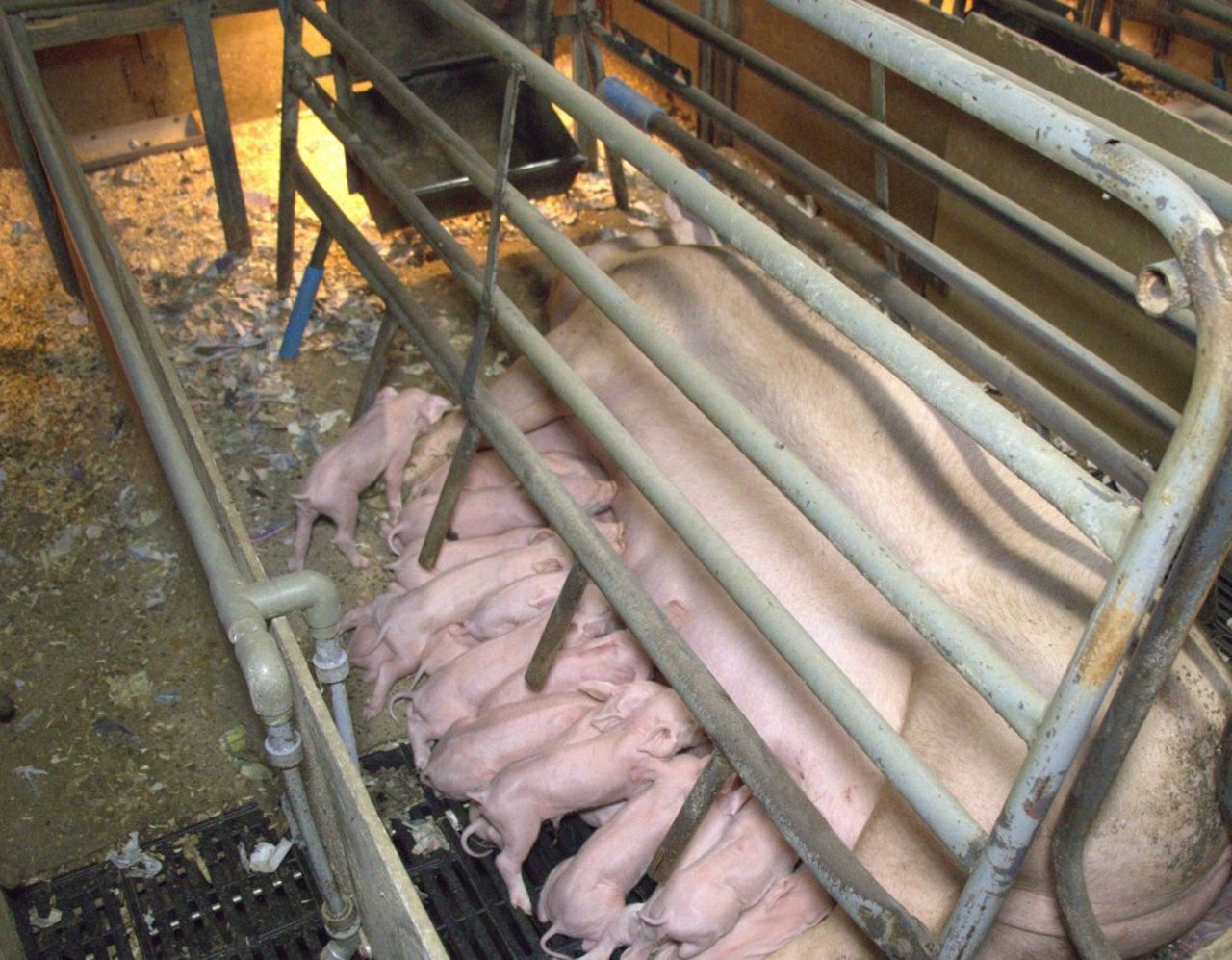 Mother pig and piglets in farrowing crate UK
