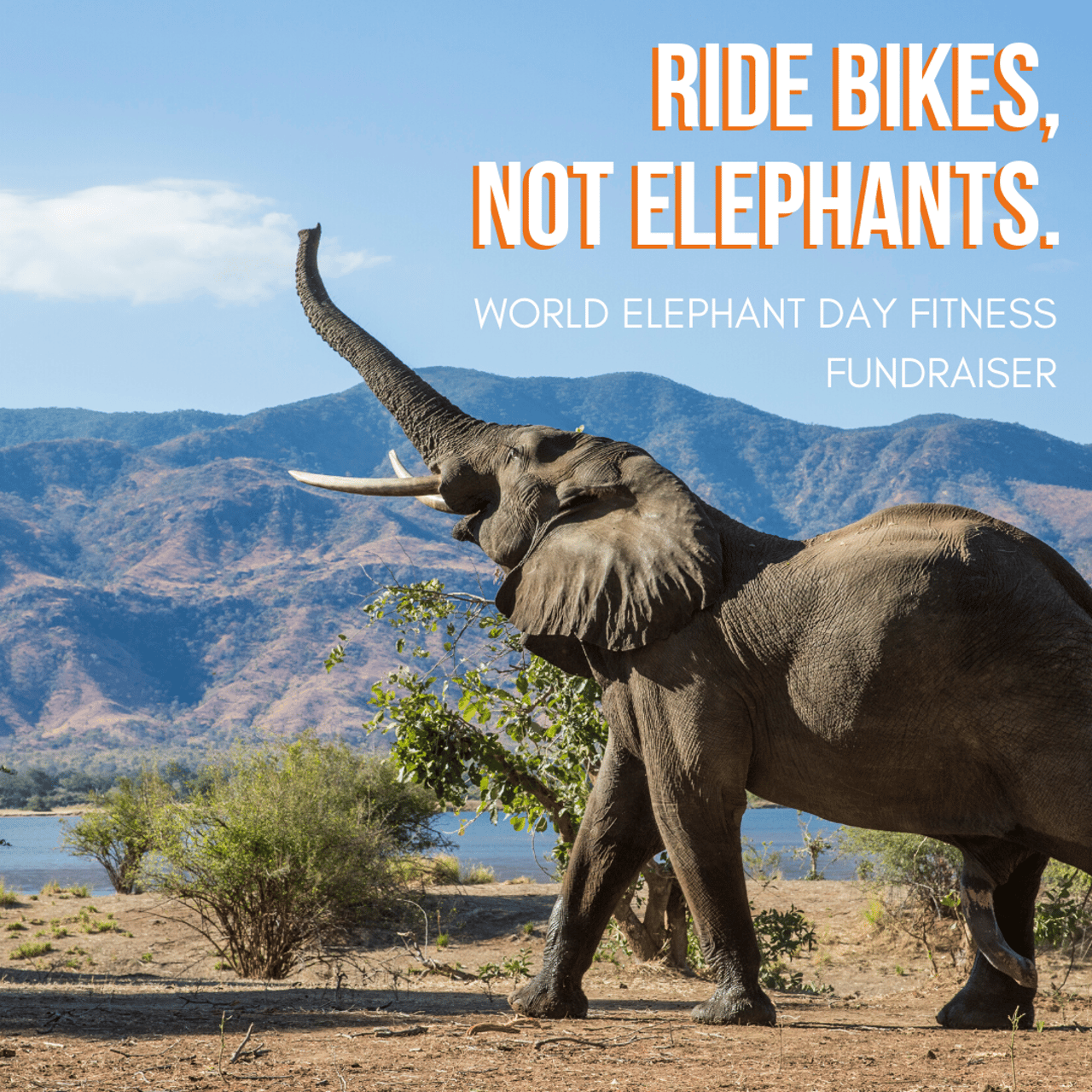 Ride Bikes Not Elephants