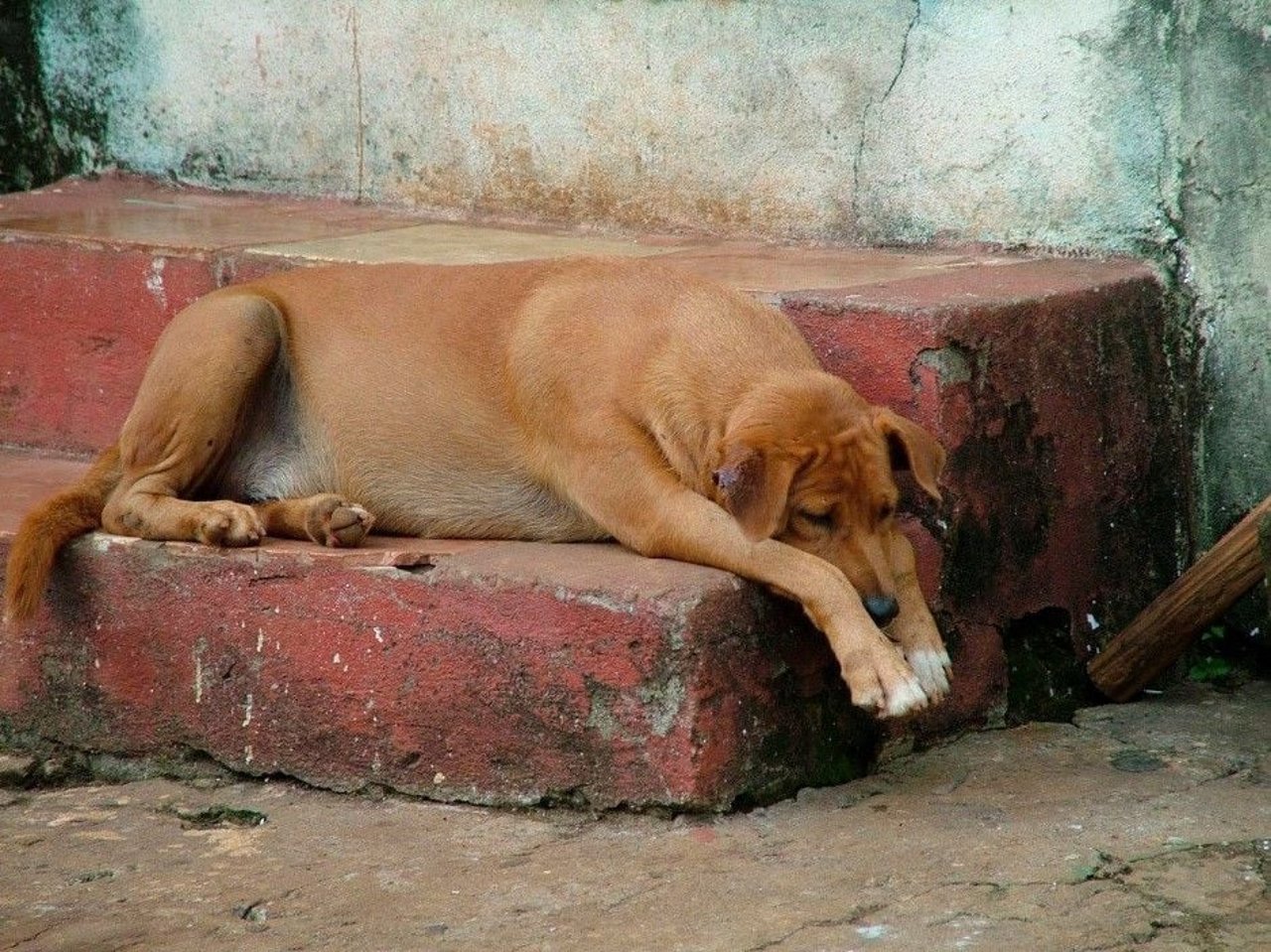 sierraleone_dog_2