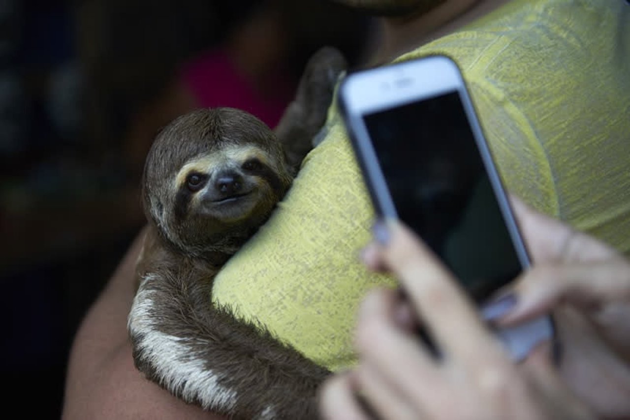 Sloth - Selfie Code - World Animal Protection