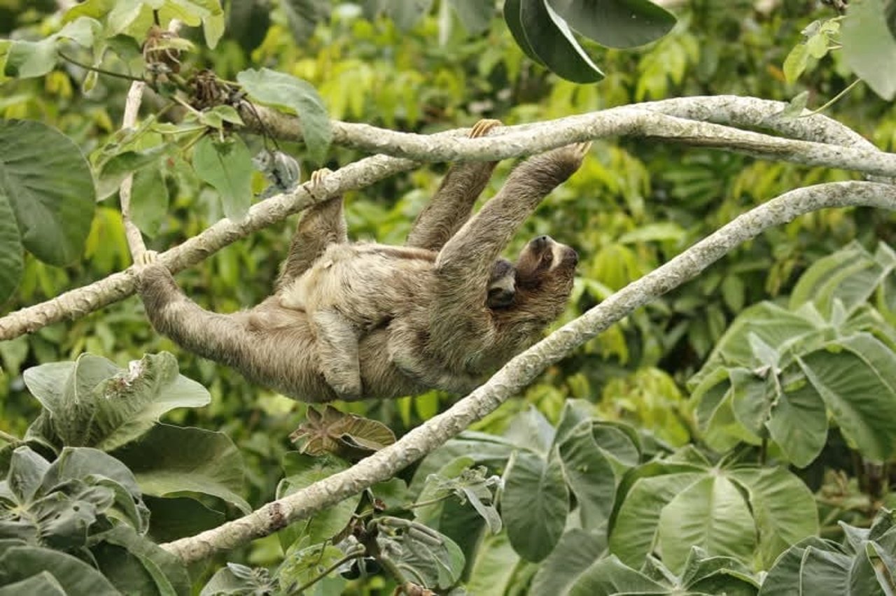 sloth_panama_800x533_1019634