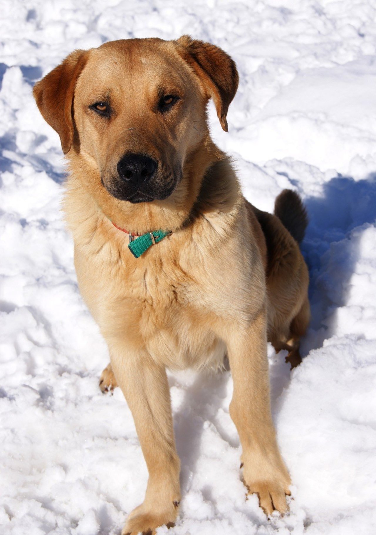 snow_pup