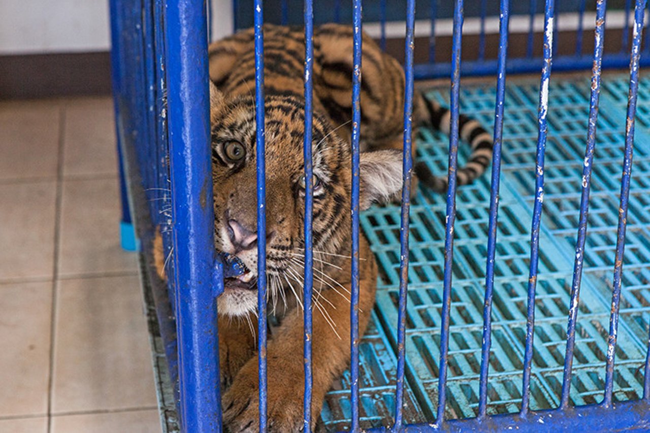 tiger in cage