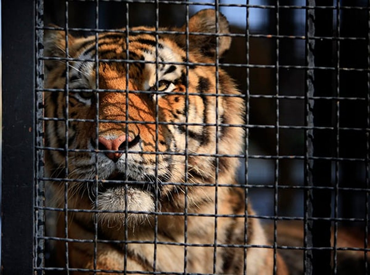 Caged tiger