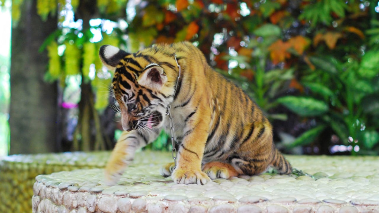 Tiger cub