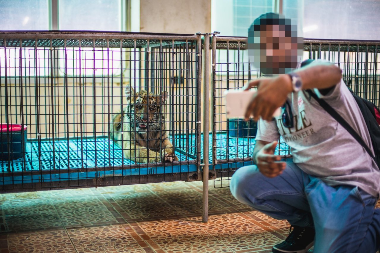 person taking selfie with captive tiger 