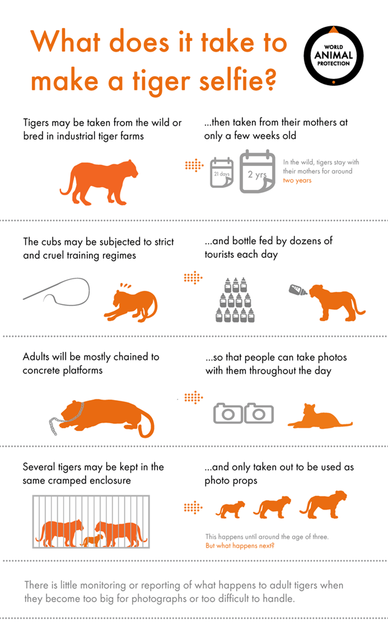 tigerselfieinfographic_0