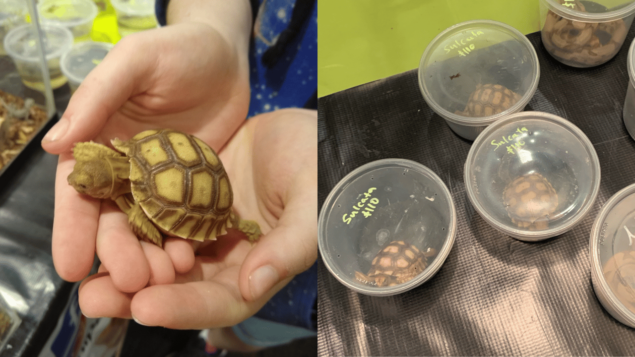 Tiny Turtles at Cold Blooded Expo