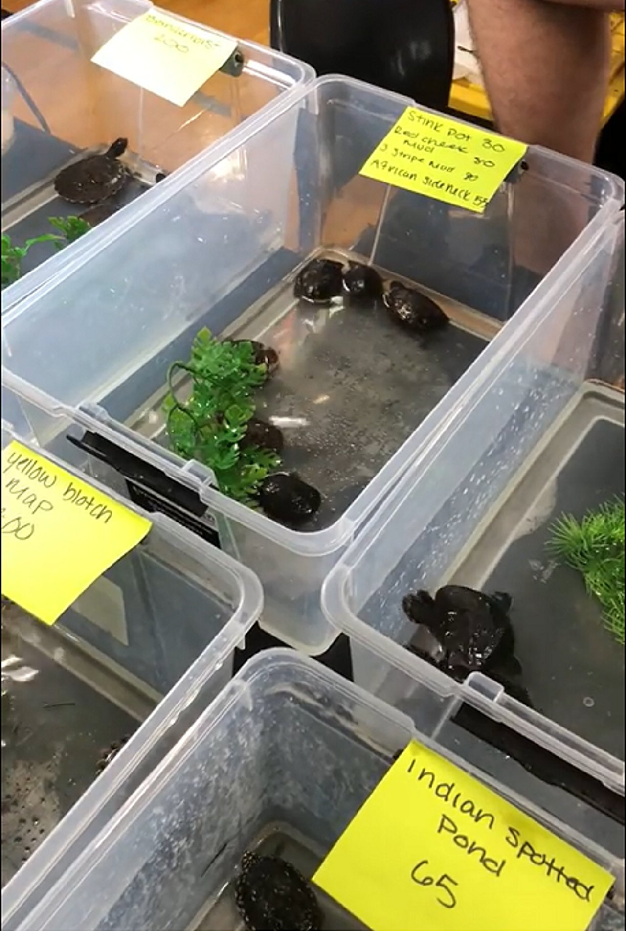 Tiny Turtles at Cold Blooded Expo