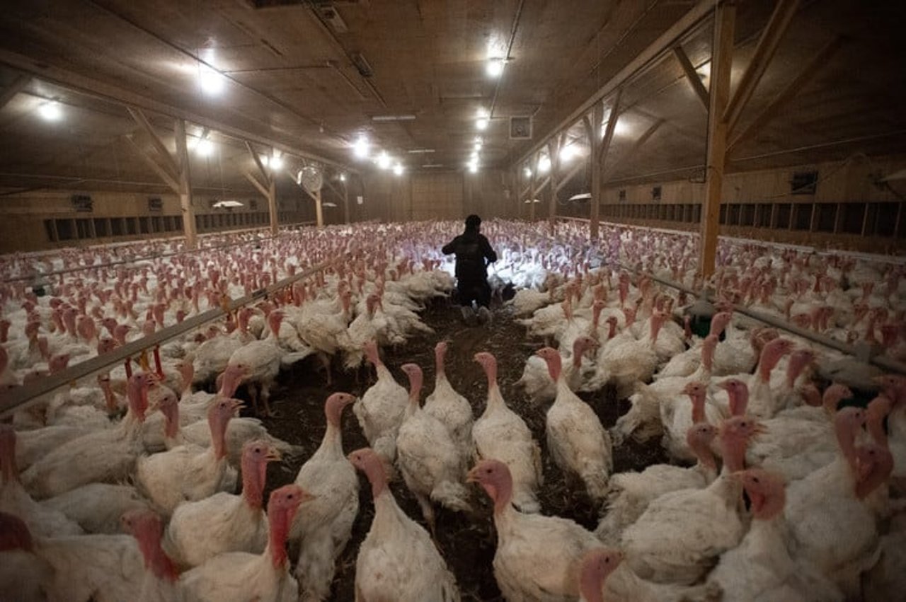 Turkey Factory Farm